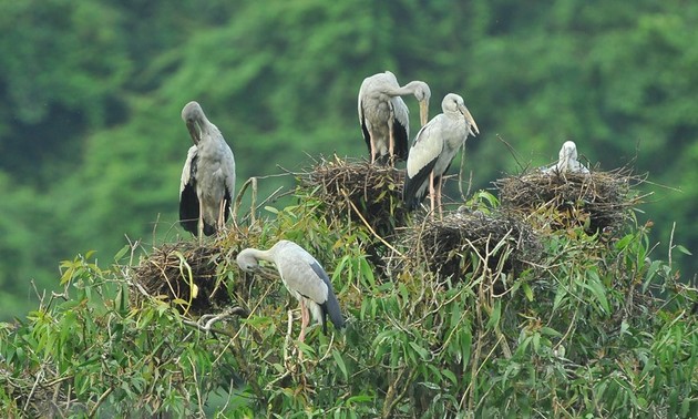 Thung Nham Bird Park – a site for bird lovers