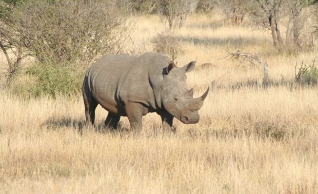 Heartwarming video to reduce rhino horn trafficking takes flight in Vietnam