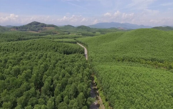 4,200 ha of forests certificated by FSC