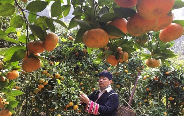 Dao ethnic war veteran escapes poverty by growing fruit trees