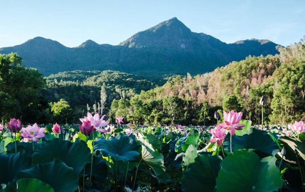 Lotus harvest season in Quang Nam