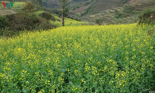 Discovering yellow mustard flowers of Sa Pa’s terraced fields