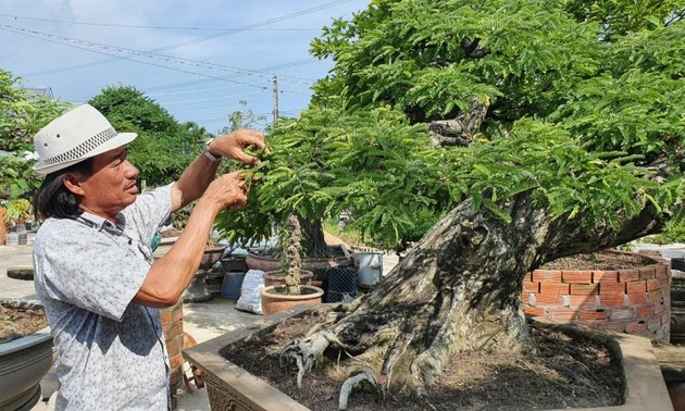 Mekong Delta artisan earns millions of dollars from ornamental trees