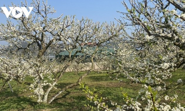 Plum blossoms cover Moc Chau plateau in white
