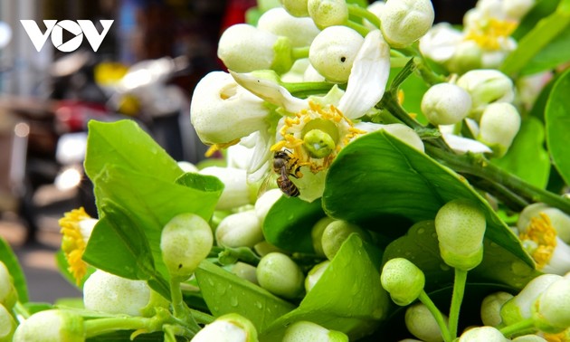 Scent of pomelo flowers fills streets of Hanoi