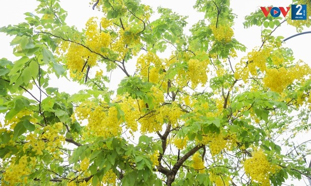 Golden shower trees mark arrival of summer in Hanoi