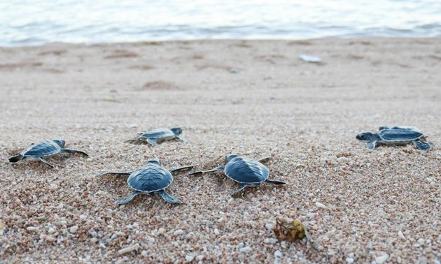 Ninh Thuan effectively protects sea turtles