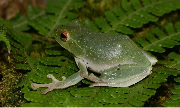 New species discovered in Vietnam’s amphibian world