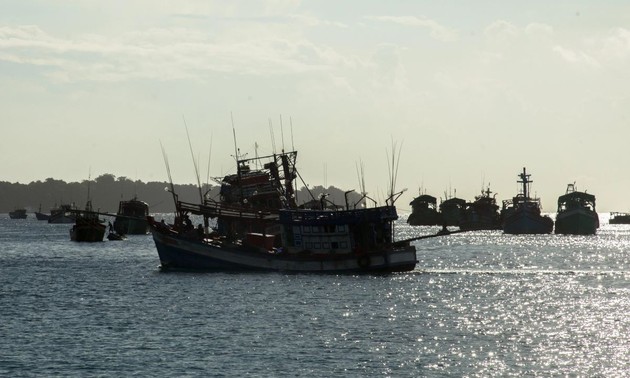 Vietnam makes suitable efforts to prevent IUU fishing: WTO expert