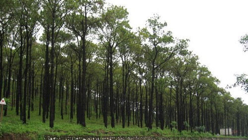 Tăng độ che phủ rừng lên hơn 40%