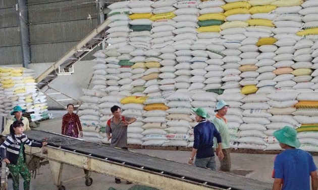 Năm 2020, xuất khẩu gạo đạt 1,9 tỷ USD sau 8 tháng 