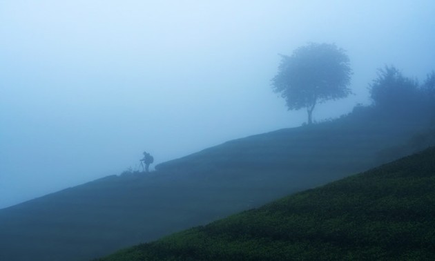 Amazing photos of “Lonely Trees” in Vietnam