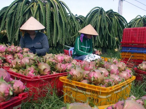 Vietnam proyecta estabilizar exportación de frutas del Dragón