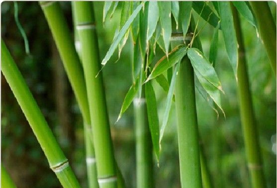 El bambú en la vida de los vietnamitas