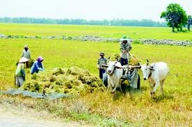 Destacan divulgación sobre agricultura y desarrollo rural en delta del Mekong
