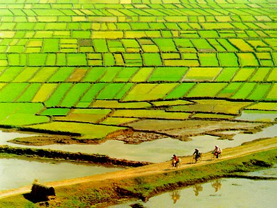 Cultivo del arroz de agua de la etnia mayoritaria Kinh