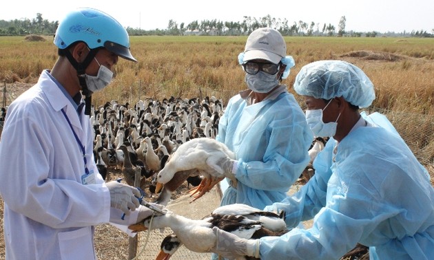 Vietnam se mantiene libre de amenaza de la gripe aviar H7N9