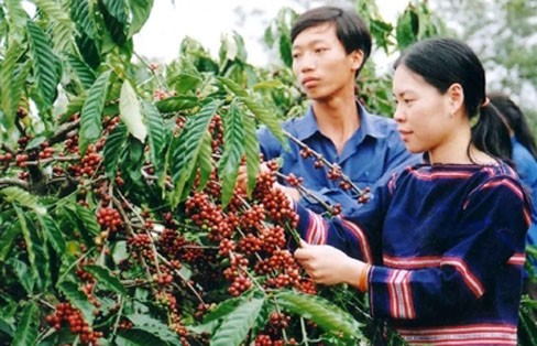 Primeros resultados del fomento rural en Tay Nguyen