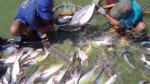 Proteccionismo de Estados Unidos daña exportación de pescados de Vietnam