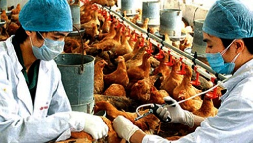 Organización Mundial de Salud previene sobre gripe aviar 