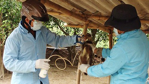 Refuerza Vietnam enfrentamiento a gripe aviar