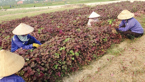 Zonas de producción agrícola centralizada en Quang Ninh