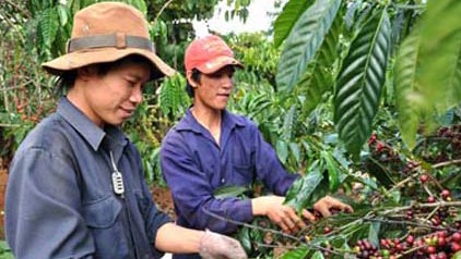 Tratado de TPP: motivación para la renovación del sector agrícola de Vietnam