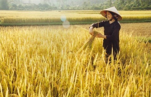 Vietnam se esfuerza en garantizar la seguridad alimentaria en la región 