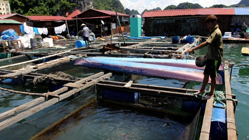 Vietnam prevé en 7 mil millones de dólares la exportación de productos acuáticos