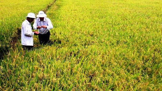 Vietnam reestructura agricultura hacia la sostenibilidad