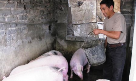 Ganadería bovina ayuda el asentamiento de vietnamitas desafortunados 