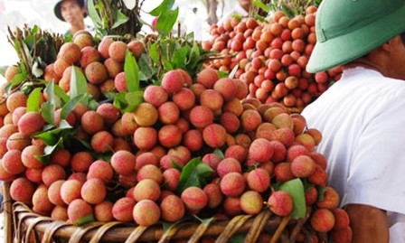  Fruta vietnamita penetra en mercado canadiense