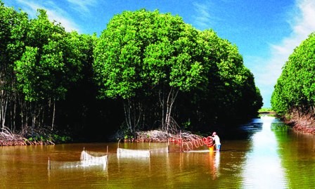  Cultivo de especies acuáticas en el dosel arbóreo revive manglares en Tra Vinh