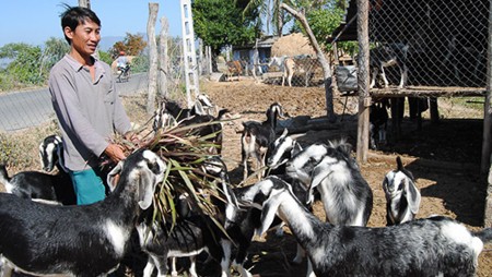 Reestructuración de ganadería orientada al desarrollo sostenible en Ninh Thuan