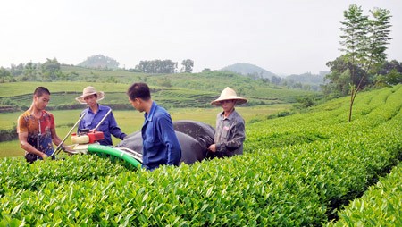 Vietnam evalúa 5 años del desarrollo de la Asociación Nacional de Agricultores