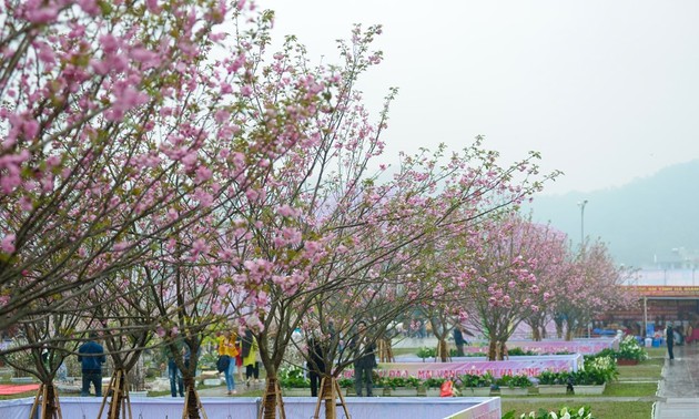  Inaugurado Festival de Flores de Cerezo y Ochna de Yen Tu 