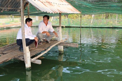 Préstamo en grupo asociado beneficia a agricultores de Tay Ninh