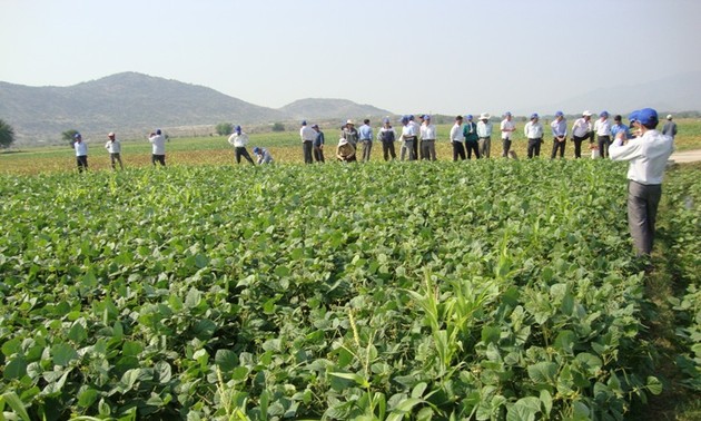 Provincia vietnamita cambia estructura de cultivo para adaptarse al cambio climático