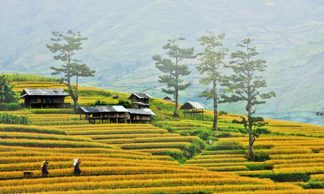 Comunidad étnica Mong se esfuerza por aumentar cosechas de arroz en terrazas 