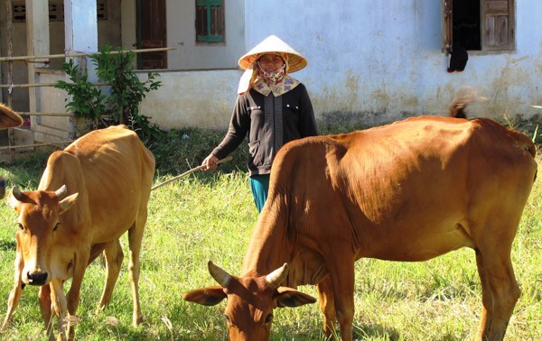 Campesinos de Ninh Thuan se ayudan por el desarrollo económico