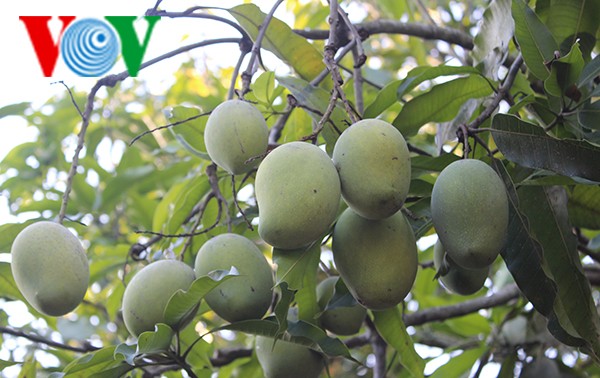 Cultivadores de Son La tratan de proteger y desarrollar el mango de Yen Chau