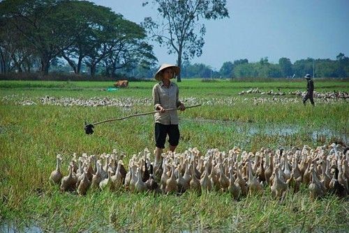 Delta del río Mekong desarrolla ganadería compatible con sequía y salinización