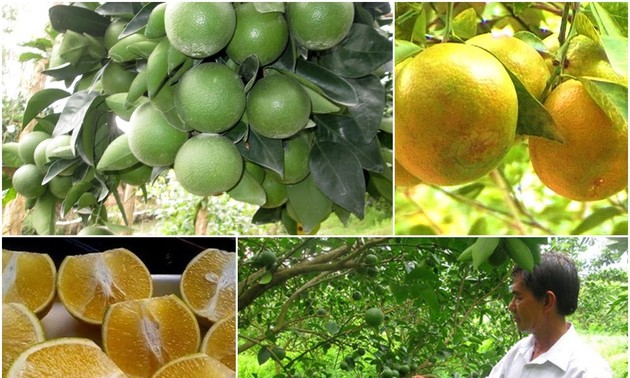 Agricultores de Hau Giang prosperan gracias al cultivo de naranja