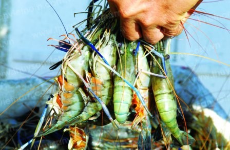 Delta del Mekong diversifica modelos de cría de camarones para adaptarse al cambio del clima