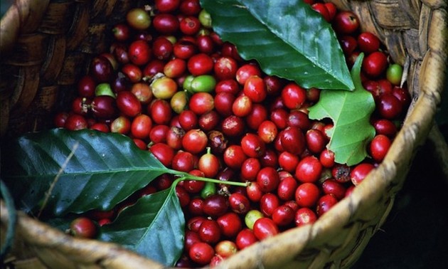  Dak Lak avanza hacia el cultivo sostenible de café 