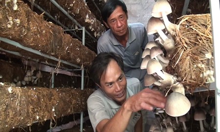Cultivar setas de paja en casa promueve vida prospera en Dong Thap