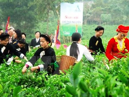 Promocionan producto estratégico del té vietnamita de Thai Nguyen 
