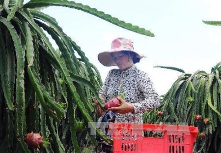 Vietnam y Alemania impulsan comercio de frutas y verduras 