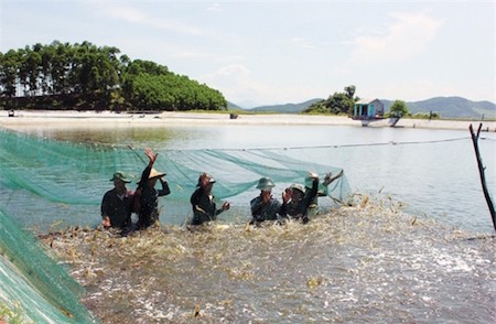 Sector acuícola vietnamita por elevar valor de exportaciones de camarón
