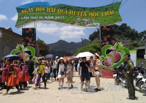 Celebran en la meseta de Moc Chau IV Fiesta de Recolección de Frutas